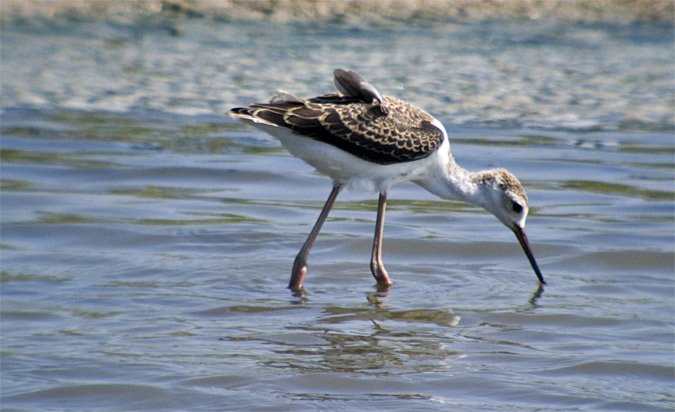 Cames llargues (Himantopus himantopus)