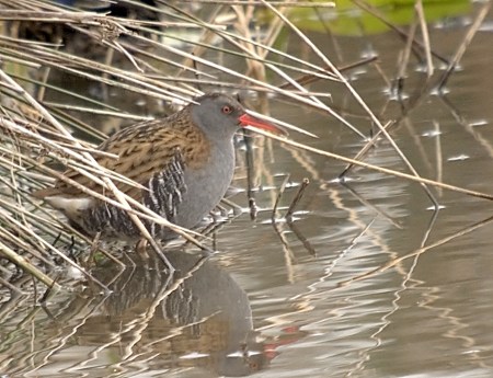 Rascló ( Rallus aquaticus )