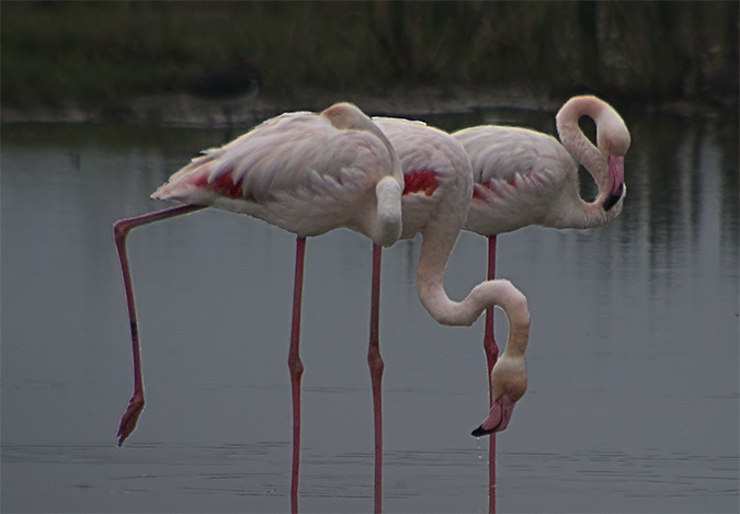 Flamenc (Phoenicopterus ruber)