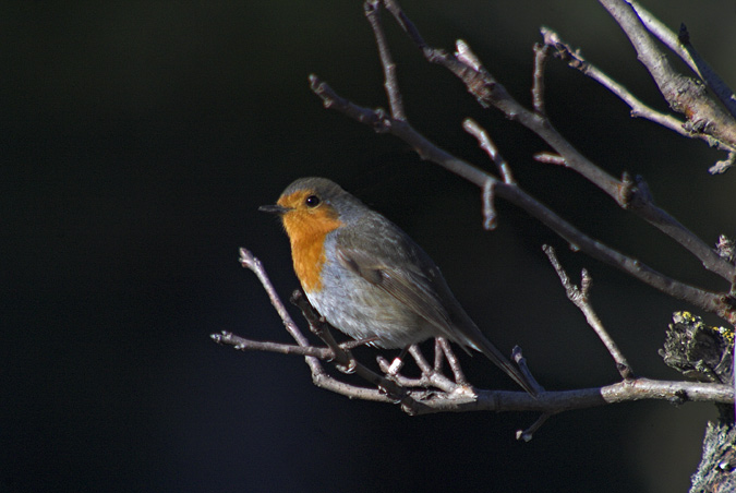 Pit- Roig ( Erithacus rubecula )