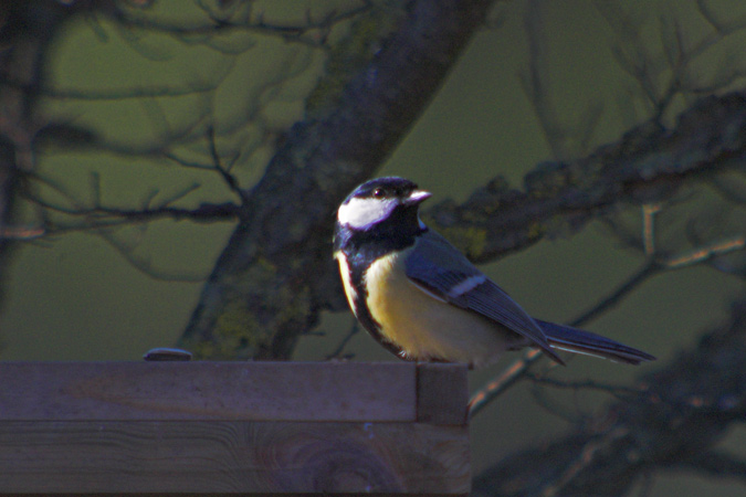 Mallerenga carbonera (Parus major)