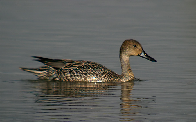 Anec cuallarg (Anas acuta)