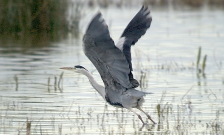 Bernat pescaire (Ardea cinerea)