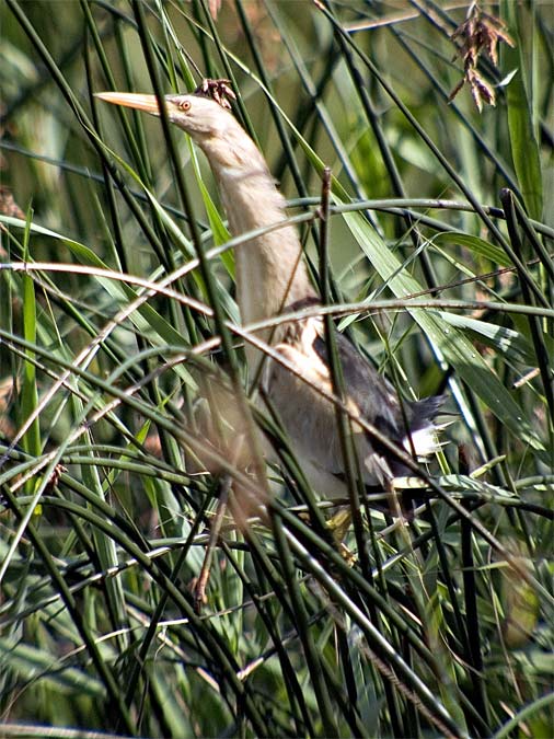 Martinet menut (Ixobrychus minutus)