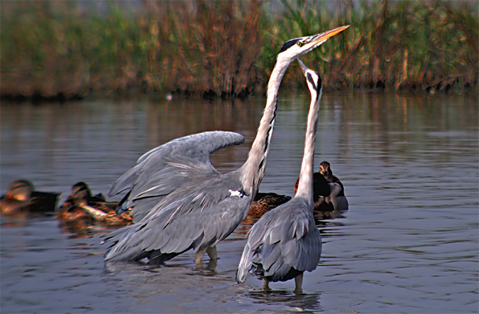 Bernat pescaire (Ardea cinerea)