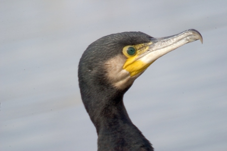 Corb Marí gros (Phalacrocorax carbo)