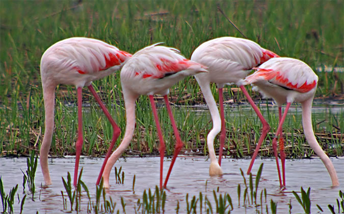 Flamenc (Phoenicopterus ruber)