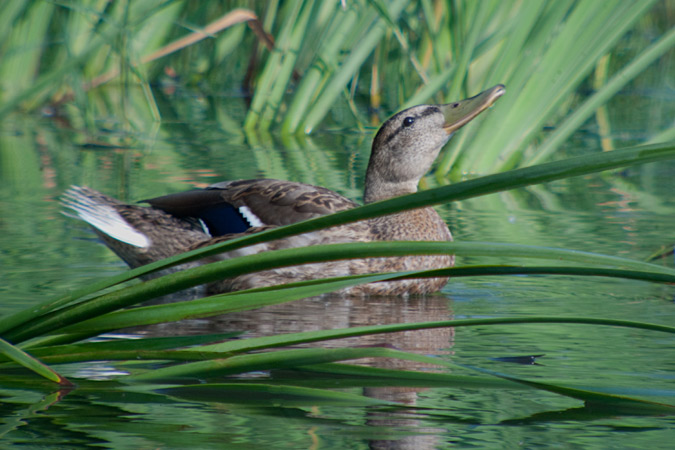 Ànec collverd (Anas platyrhynchos)