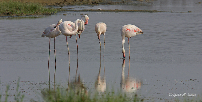 Flamencos