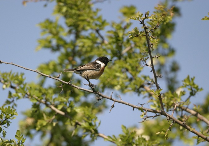 Tarabilla comun macho