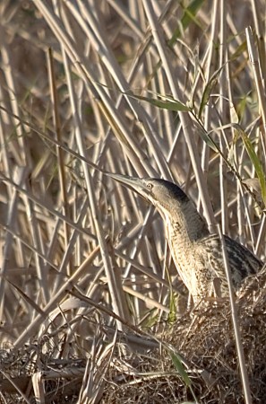 Bitó Comú (Botaurus stellaris)