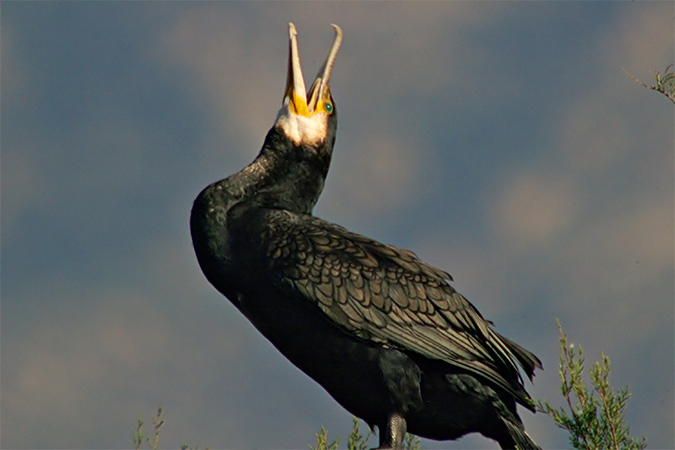 Corb marí (Phalacrocrorax aristotelis)