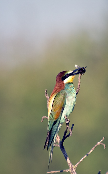 Abellerol (Merops apiaster)