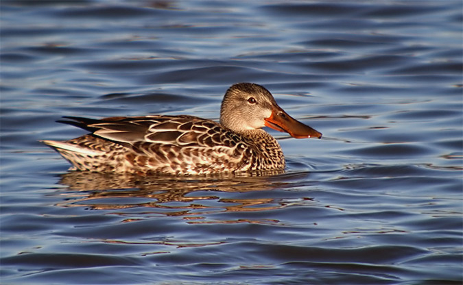 Anec cullerot (Anas clypeata)