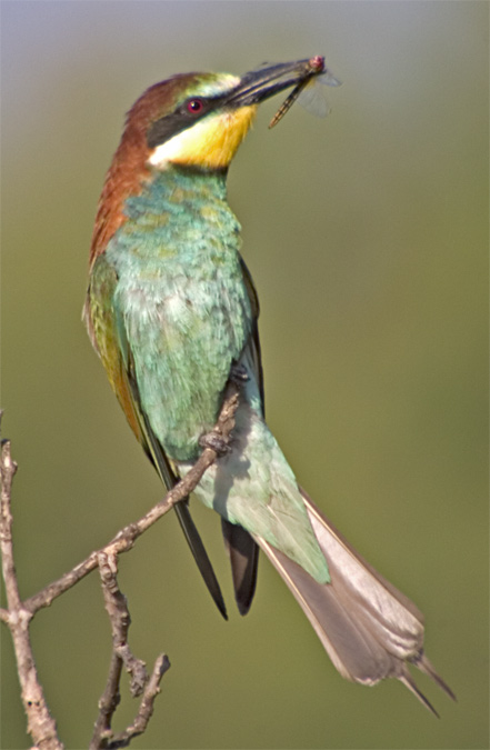 Abellerol (Merops apiaster)