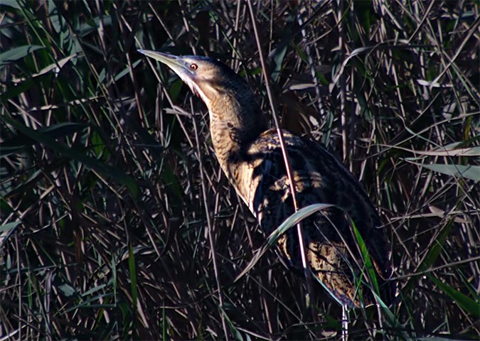 Bitó (Botaurus stellaris)