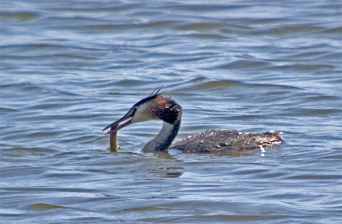 Cabussó emplomallat (Podiceps cristatus) 1 de 4