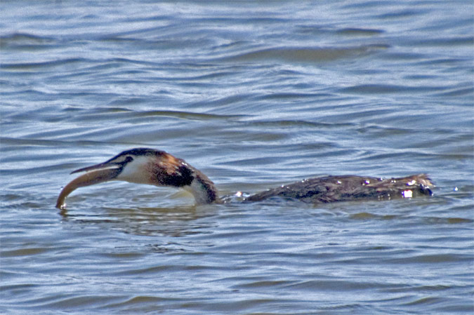 Cabussó emplomallat (Podiceps cristatus) 2 de 4