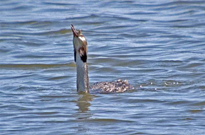 Cabussó emplomallat (Podiceps cristatus) 4 de 4