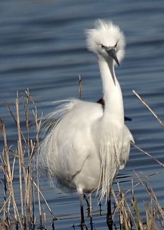 Martinet Blanc (Egretta garzetta)