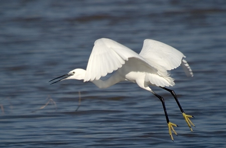 Martinet Blanc (Egretta garzetta)