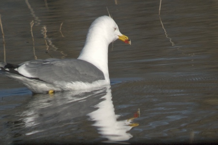 Gaviá argentat (Larus cachinnans)