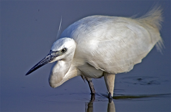 Martinet blanc (Egretta garzetta)