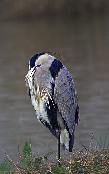 Bernat pescaire (Ardea cinerea)