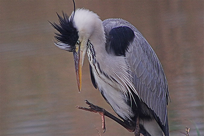 Bernat pescaire (Ardea cinerea)