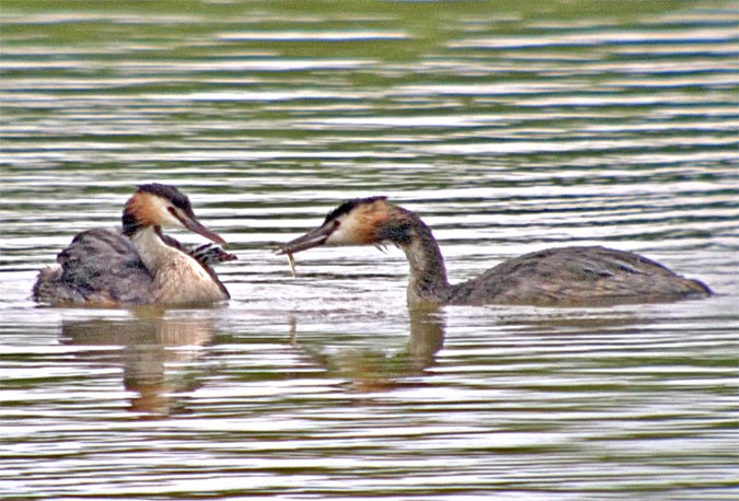 Cabussó emplomallat (Podiceps cristatus) 1de4