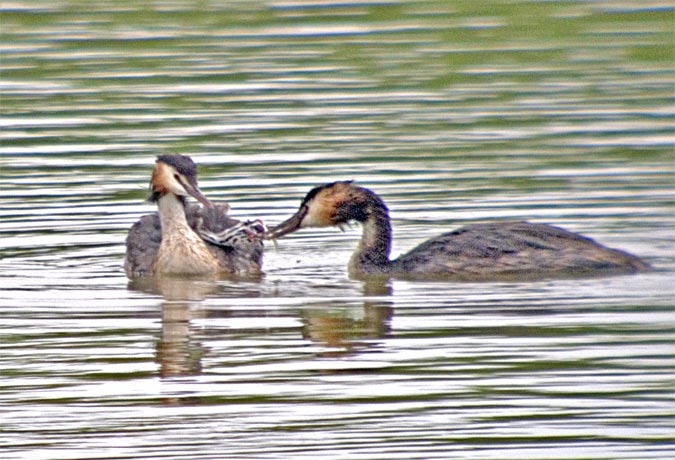 Cabussó emplomallat (Podiceps cristatus) 2de4