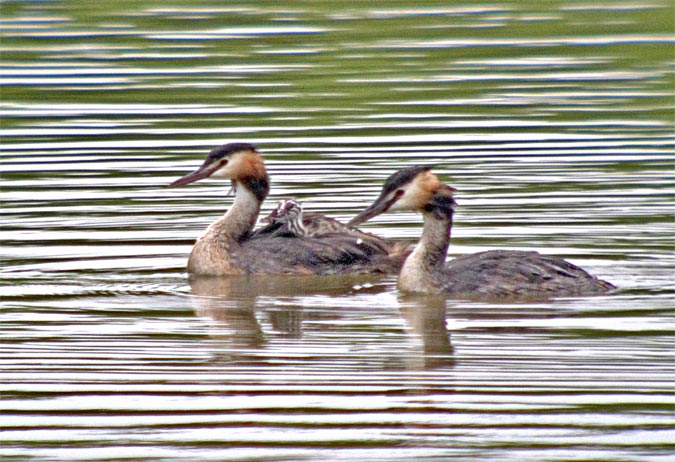 Cabossó emplomallat (Podiceps cristatus) 3de4