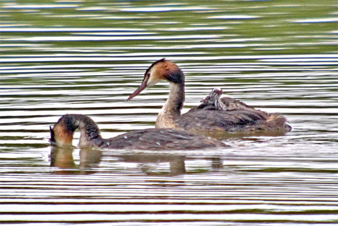 Cabossó emplomallat (Podiceps cristatus) 4de4