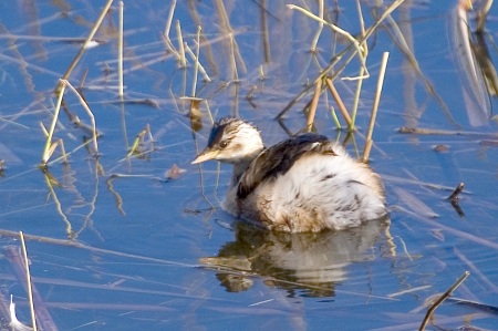 Cabusset (Tachybaptus ruficollis)