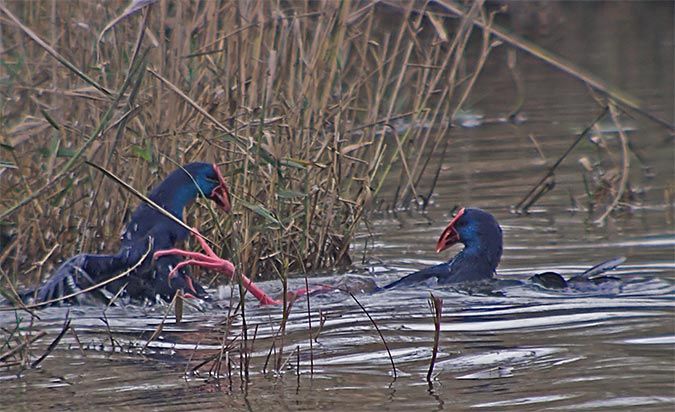 Polla blava (Porphyrio porphyrio) 2 de 4