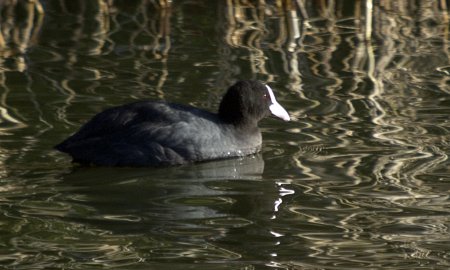 Fotja vulgar ( Fulica atra )