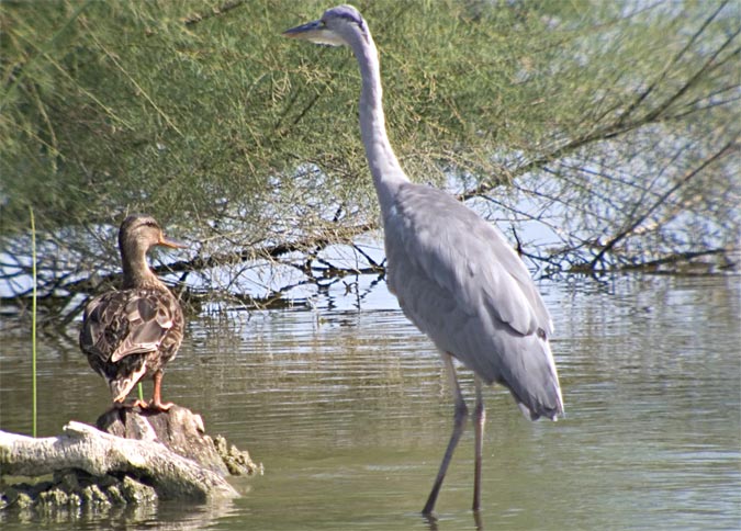 Bernat pescaire (Ardea cinerea) 1 de 3