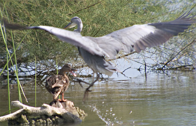 Bernat pescaire (Ardea cinerea) 2 de 3