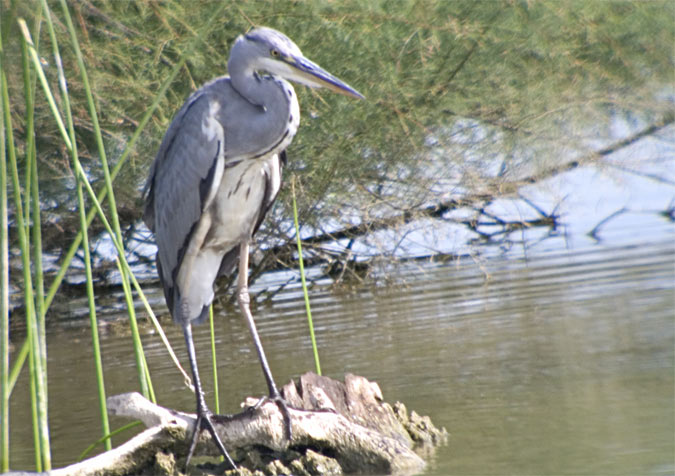 Bernat pescaire (Ardea cinerea) 3 de 3