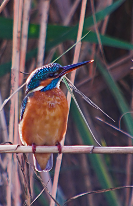 Blauet (Alcero atthis)