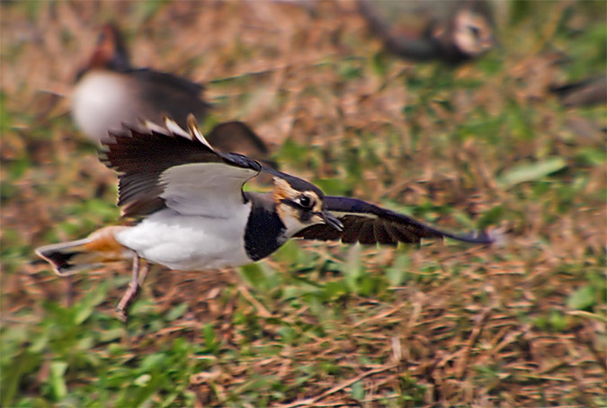 Fredeluga europea (Vanellus vanellus)