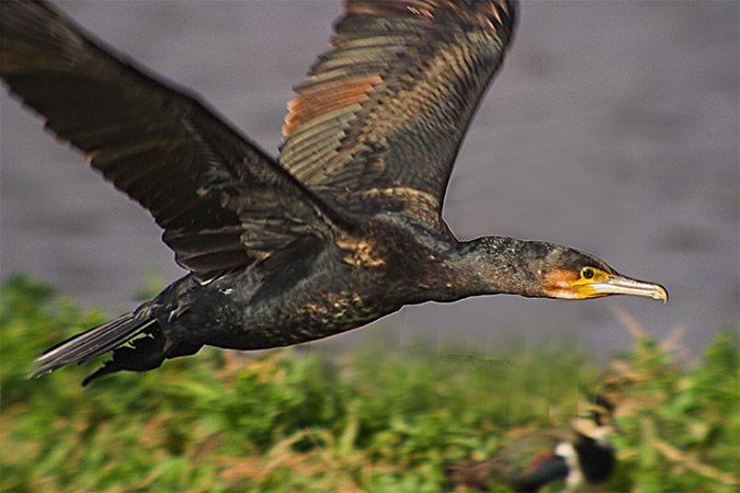 Corb mari gros (Phalacrocorax carbo)