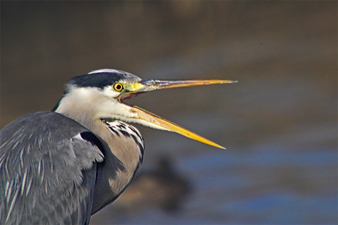 Bernat pescaire (Ardea cinerea)