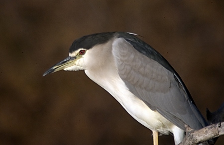 Martinet de Nit (Nycticorax nycticorax)