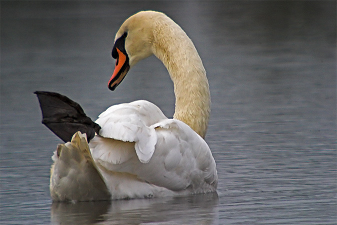 Cigne mut (Cygnus olor)