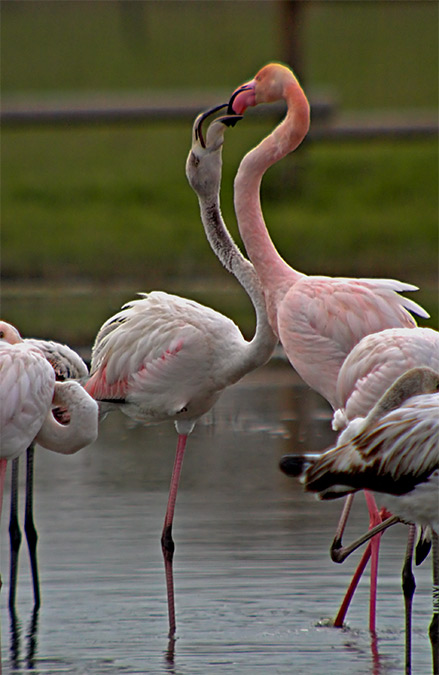 Flamenc (Phoenicopterus ruber)