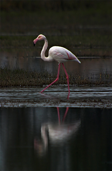 Flamenc (Phoenicopterus ruber)