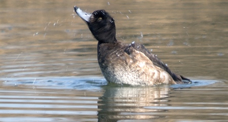 Morell de plomall (Femella) (Aythya fuligula)