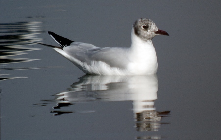 Gavina vulgar (Larus ridibundus)