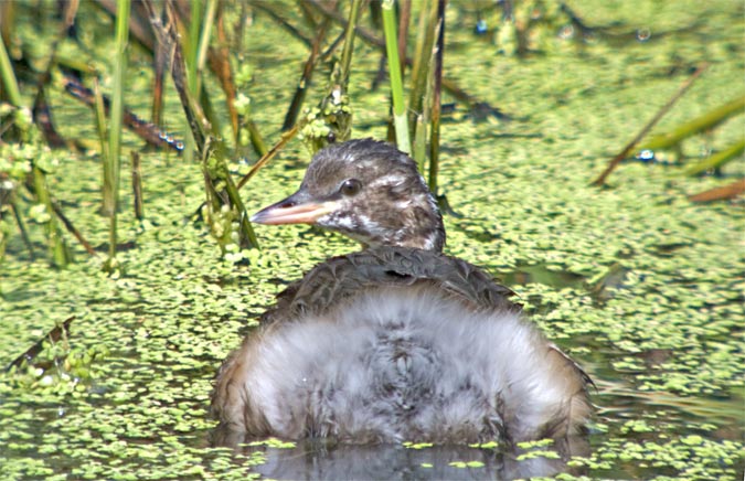 Cabusset (Tachybaptus ruficollis)